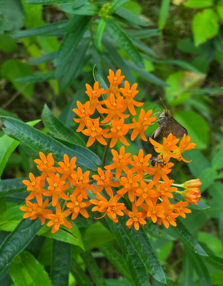 Butterfly Milkweed (Asclepias tuberosa) 