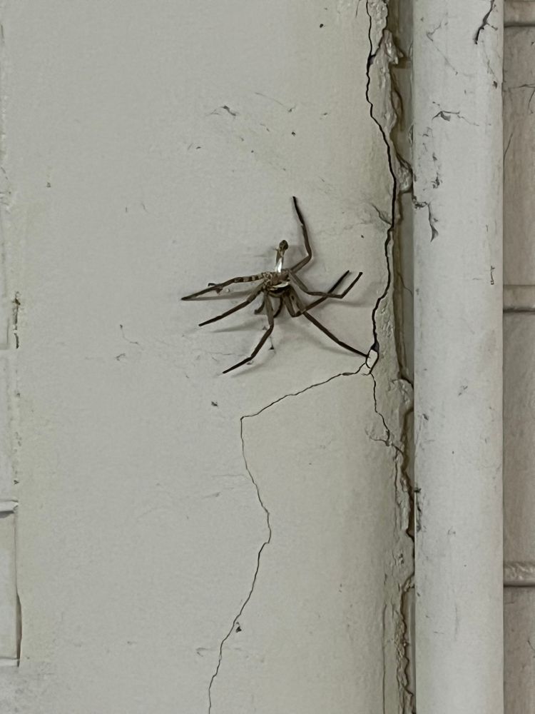 Spider the size of a human palm on a wall