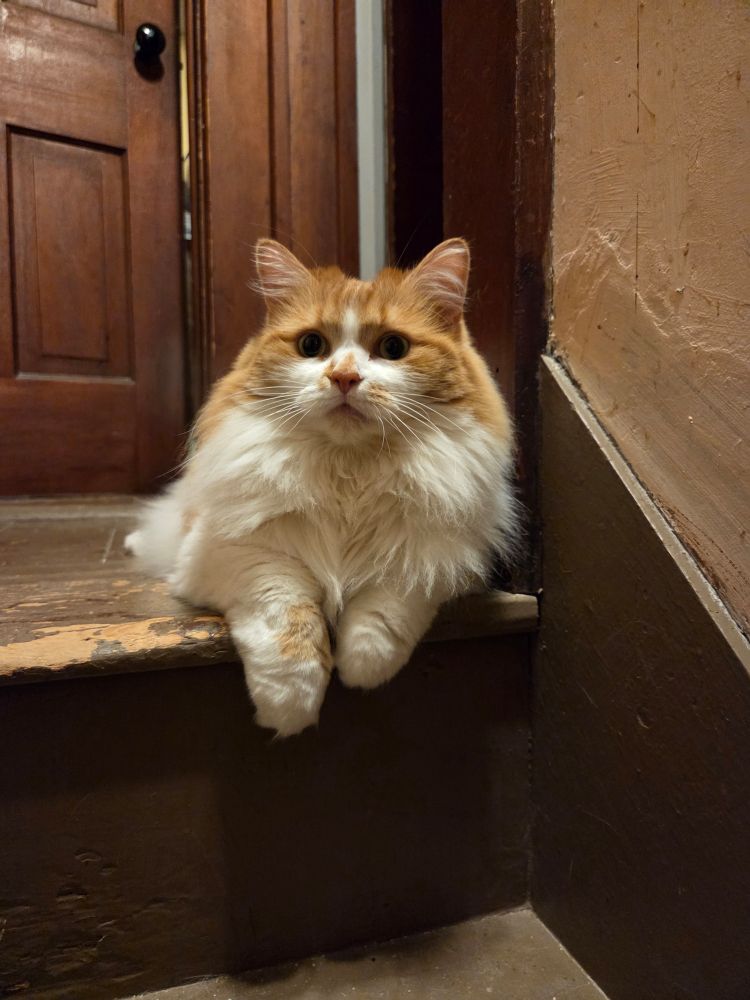 Gally the fluffy cat being particularly photogenic. 
