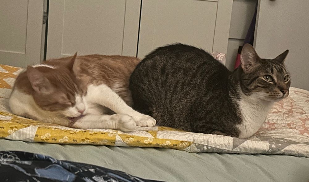A large orange and white cat sprawls on a yellow and pink quilt, washing his paws.  His piebald tabby brother sits next to him in a loaf, possibly having an ecstatic vision.