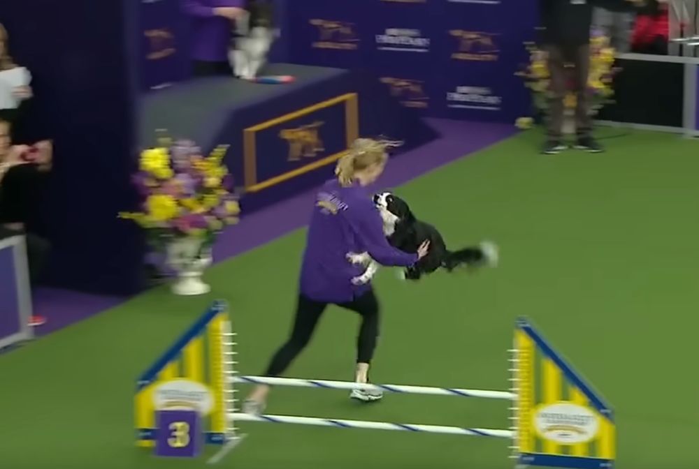 P!nk, a border collie, launches herself like a missile into the body of her owner at the conclusion of the 2019 WKC Agility competition.