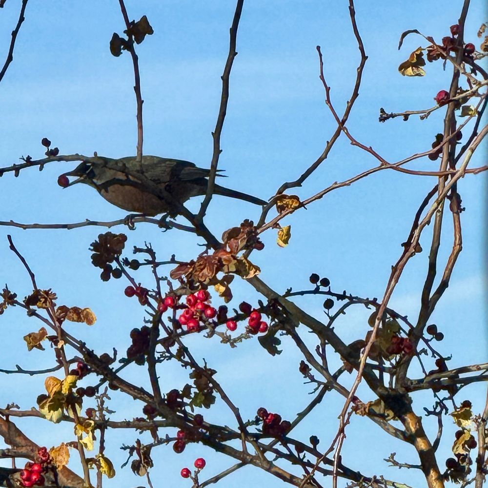 A robin picking a red berry out of an English Hawthorne tree against the blue sky this morning in my garden.