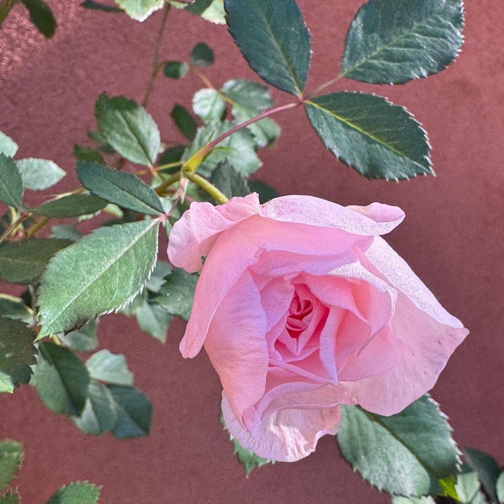 Pink rose blossom in afternoon sun mid October.