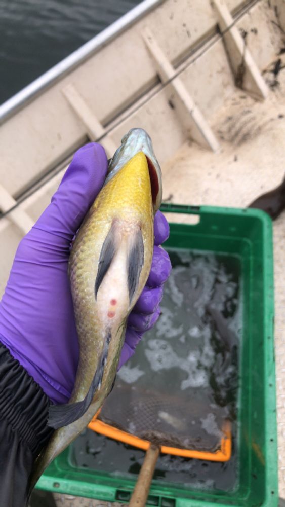A biologist wearing purple nitrile gloves holding a large gravid bluegill.