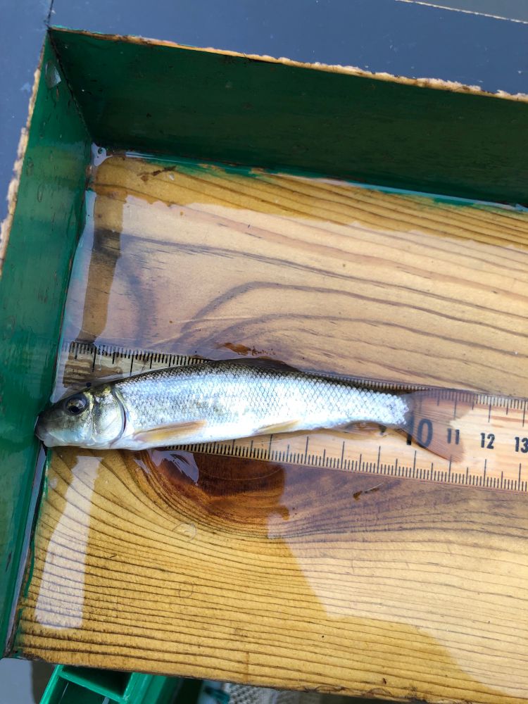 A small white sucker on a measuring board