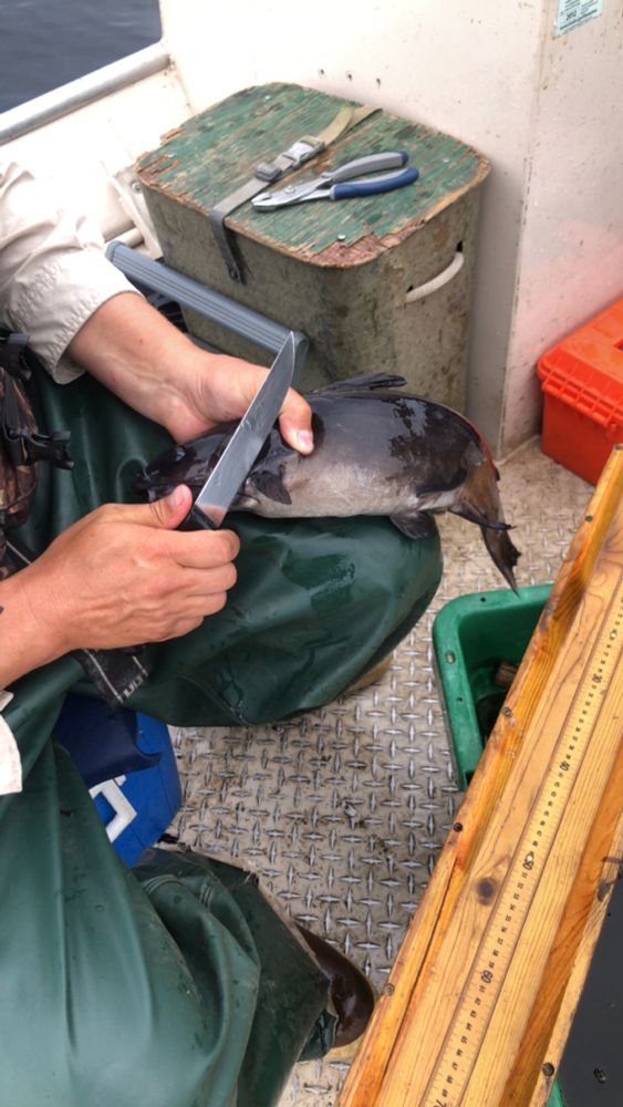 A biologist holds a channel catfish in one hand and a knife in the other as they prepare to take biological samples.