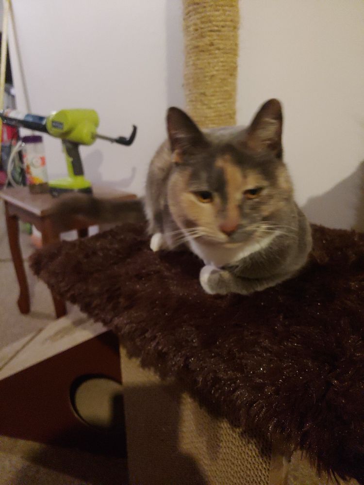 A three legged dilute tortoise cat