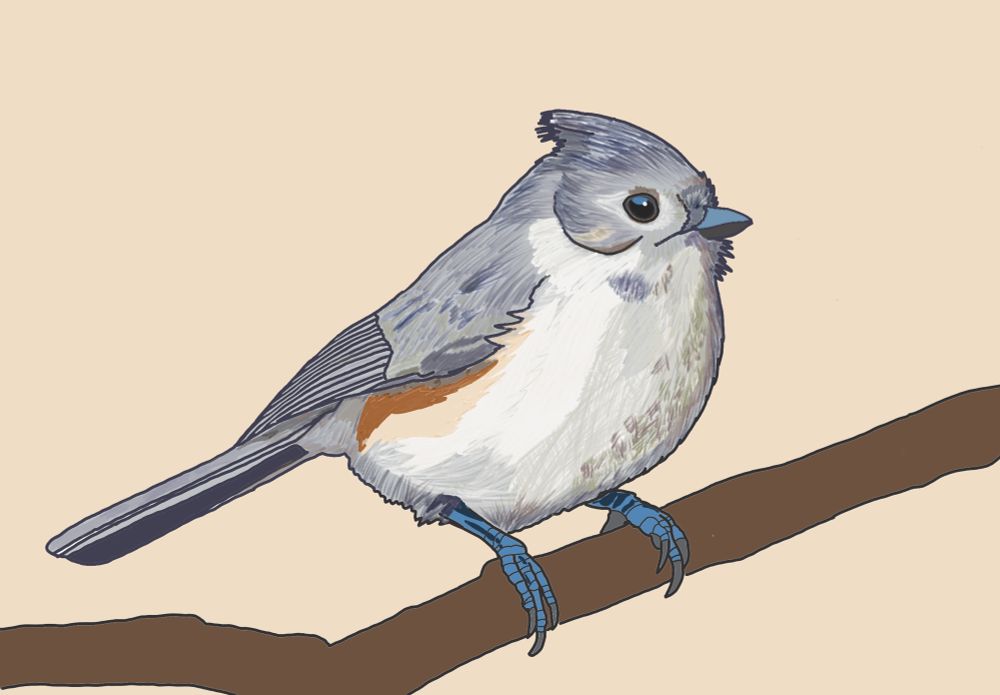 A drawing of a tufted titmouse