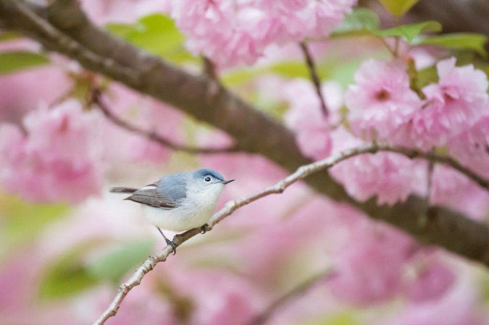 Gardening for Wildlife — Recipes & Roots