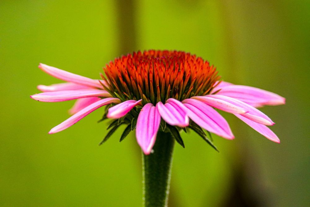 Growing Medicinal Plants at Home — Recipes & Roots