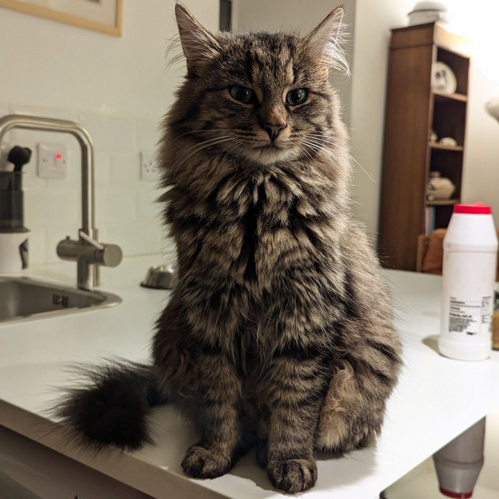 a fluffy tabby cat sitting on a white kitchen worktop looking like she owns the place