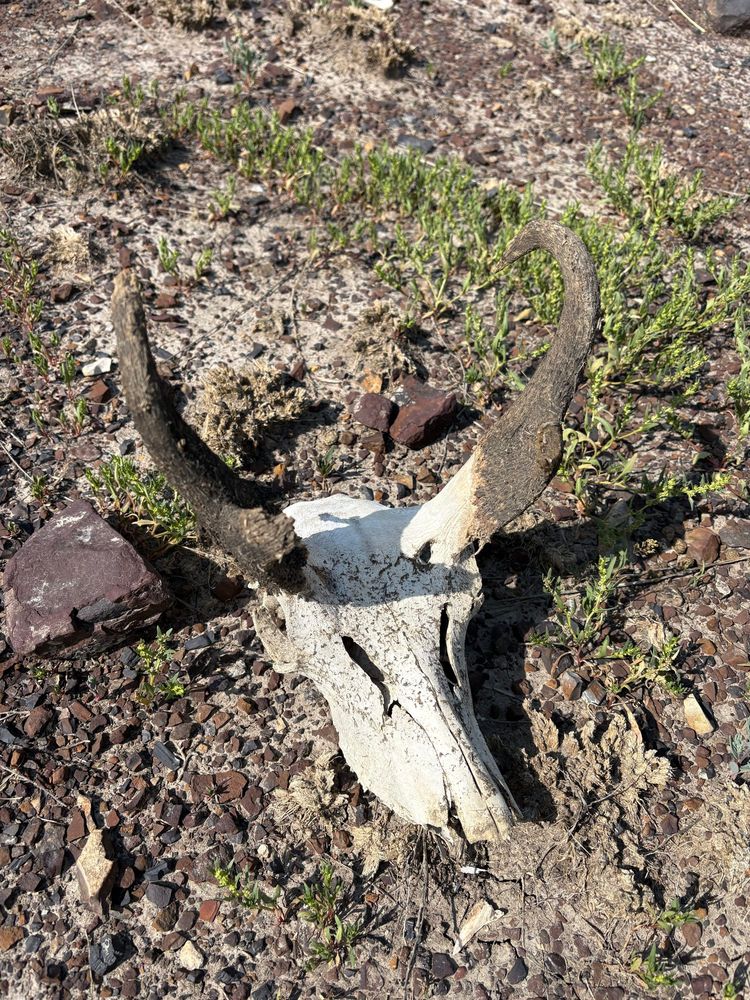 Pronghorn antelope skull, Antilocapra americana