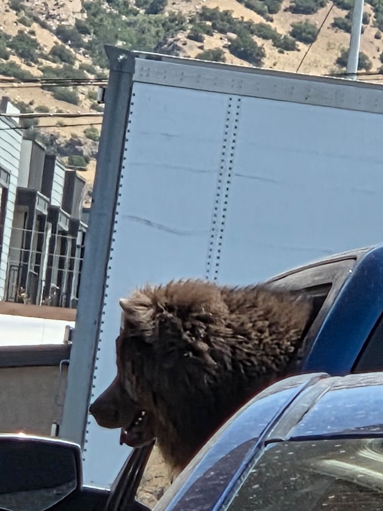 A chow-chow poking their head out of a car window.