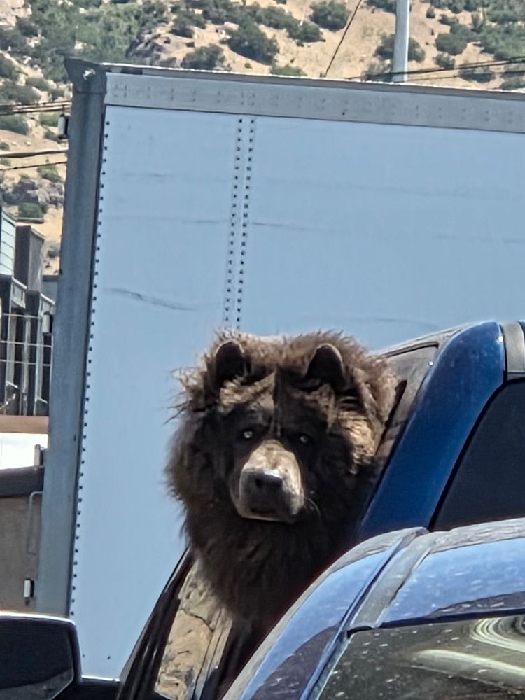 A chow-chow poking their head out of a car window.
