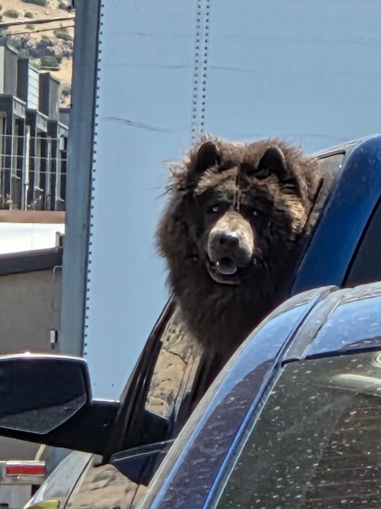 A chow-chow poking their head out of a car window.