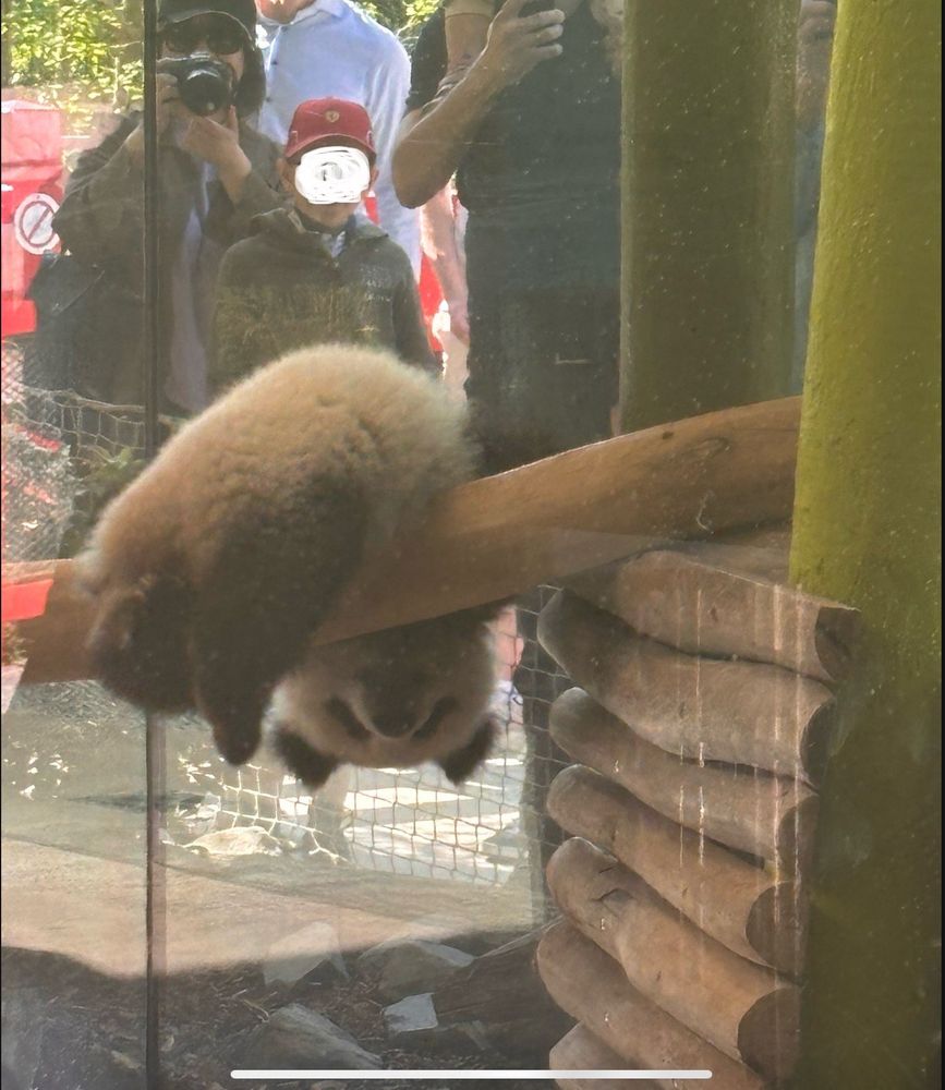 Ein Baby Panda hängt kopfüber von einem Ast im Gehege.