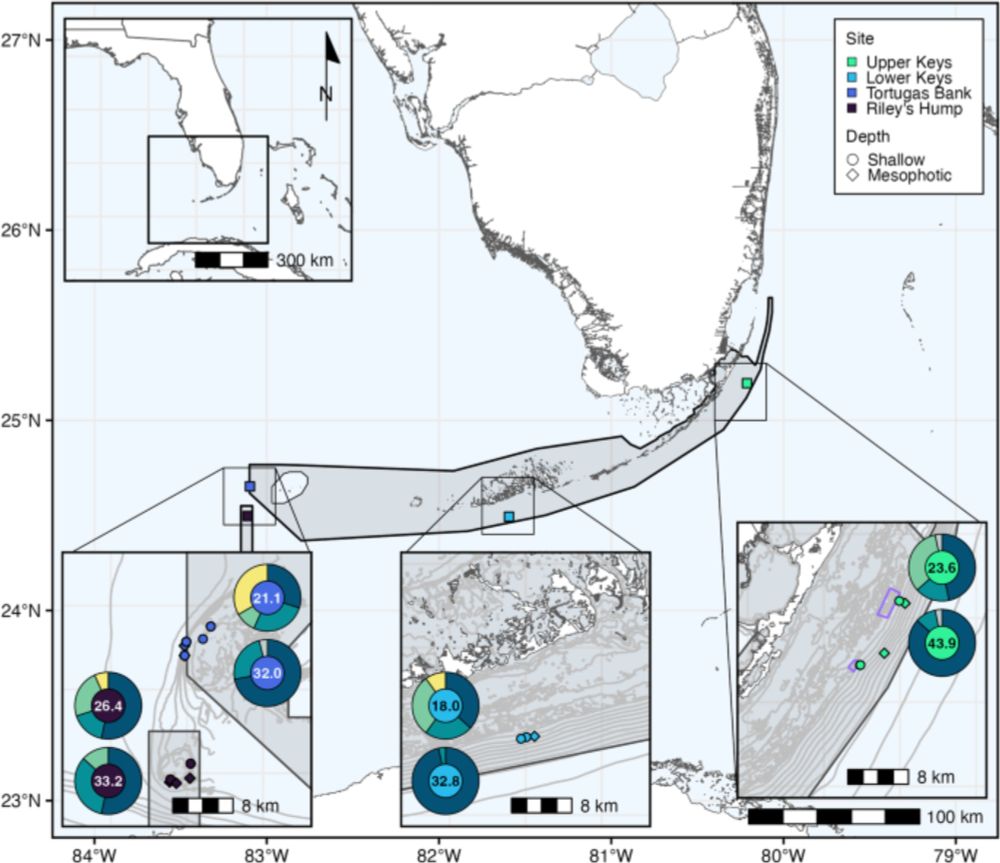 Cryptic diversity of shallow and mesophotic Stephanocoenia intersepta corals across Florida Keys National Marine Sanctuary - Heredity