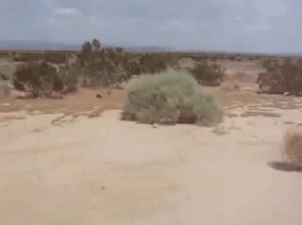 a blurred image of a desert landscape with trees and bushes