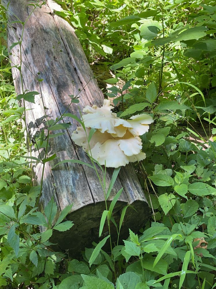 Oyster mushrooms growing on a log