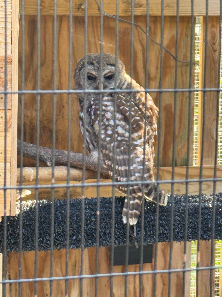 A young barred owl in an enclosure
