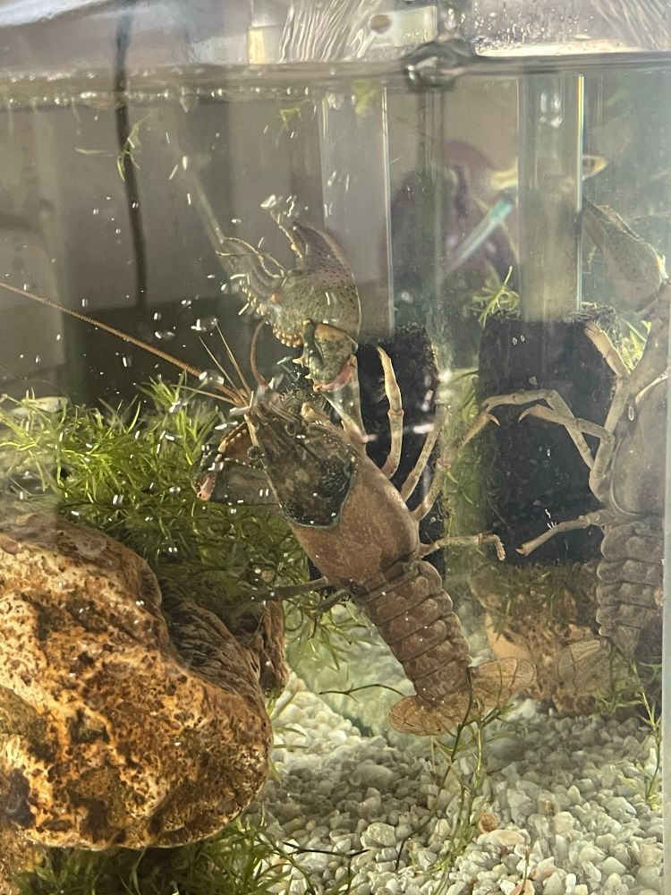 Photo of a crayfish climbing a filter in an aquarium 