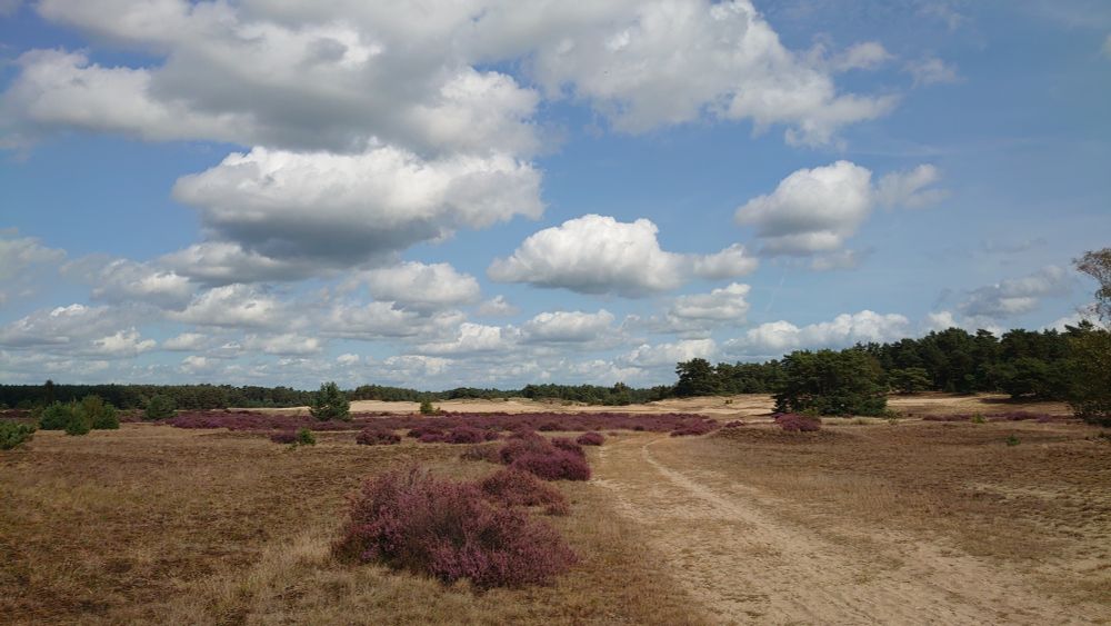 White clouds dotting a blue sky over a sunny heath with sand dunes and forest in the distance.