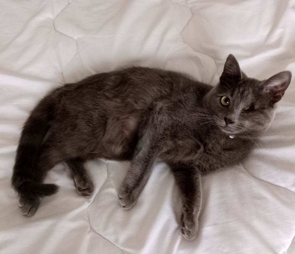 My cat with blue grey fur, lying across white linen, his face looking at the camera, his right eye open, his under-developed left eye from birth is visible, which gave him his human name of Cyclops