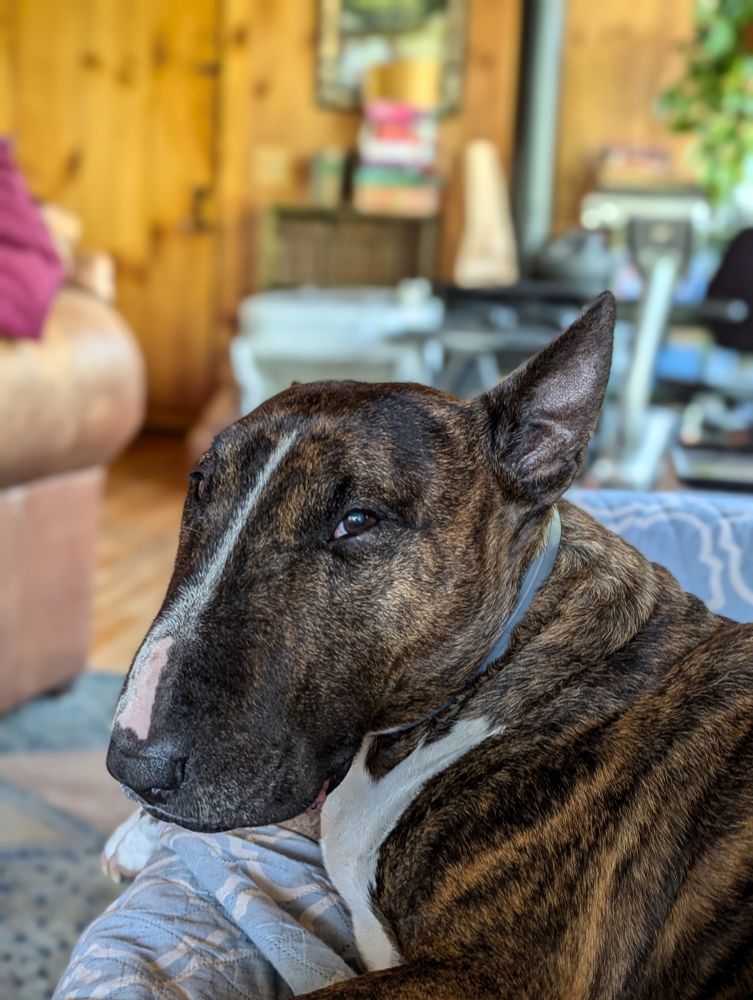 Brindle English Bull Terrier with squinty eyes, one ear up and one down on a couch. His loopy look accuses. 