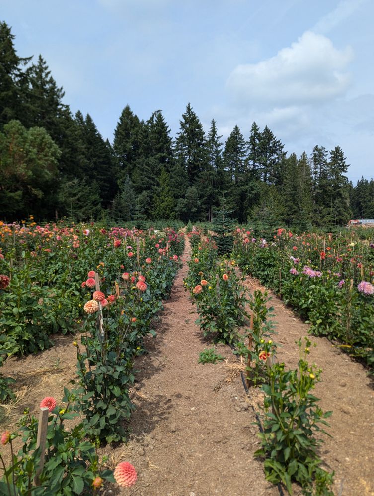 A field of dahlias planted in rows with pine trees in the background 