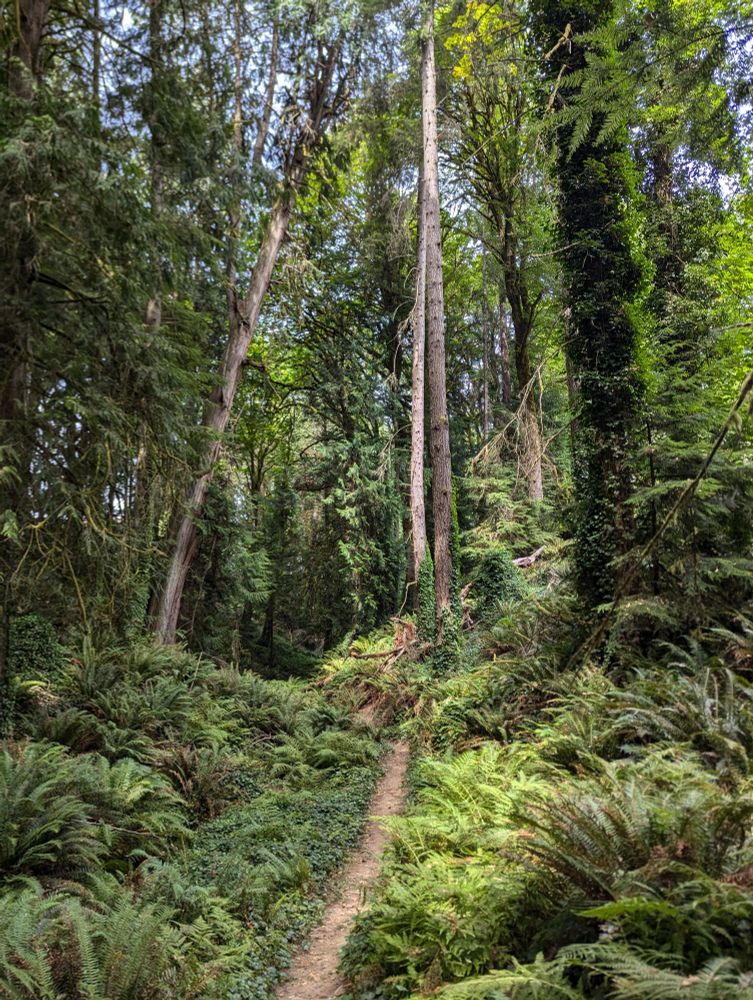 A single track dirt path through a Forest covered with ferns and ivies
