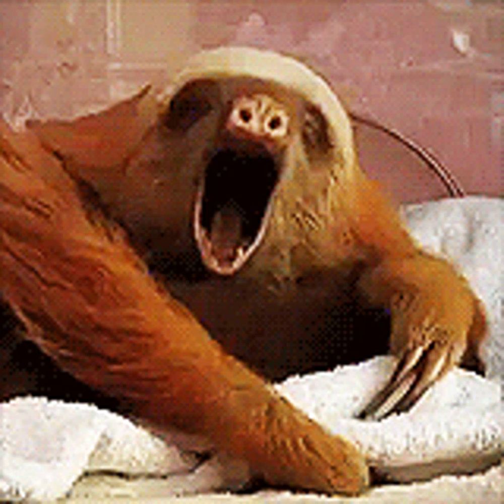 a sloth is yawning while sitting on a towel .