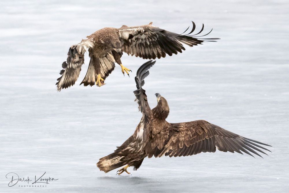 Two bald eagles fight. 