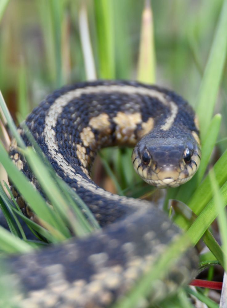 A close up shot of a snake in grass. 