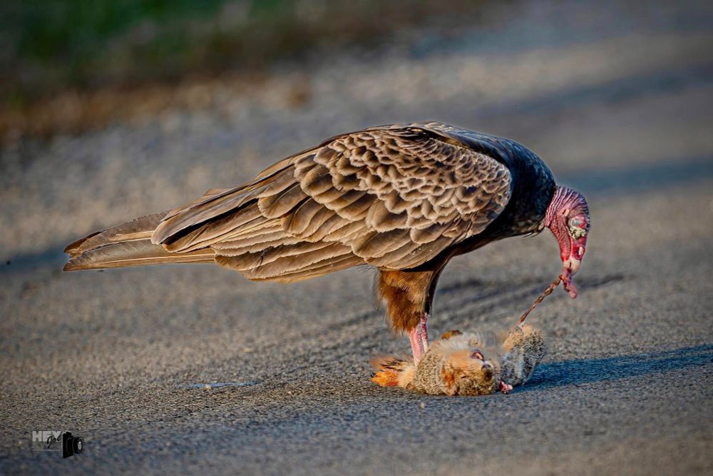 A turkey vulture pulls a piece of flesh off a dead squirrel.