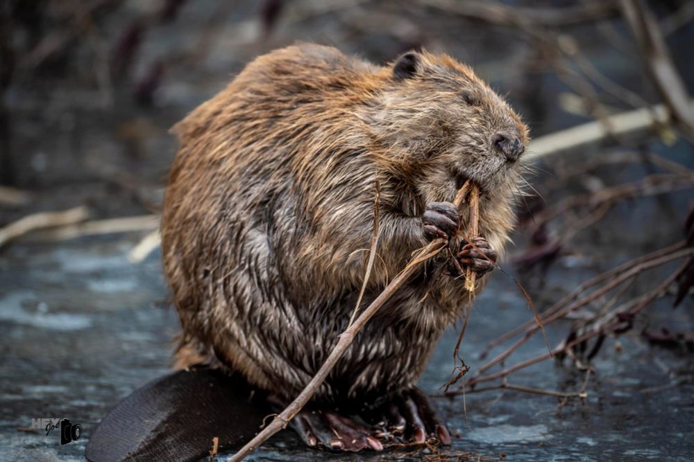 A beaver chews on some twigs.