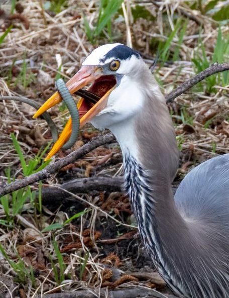 A great blue heron, with its white and blue head, opens its mouth as it swallows a snake.