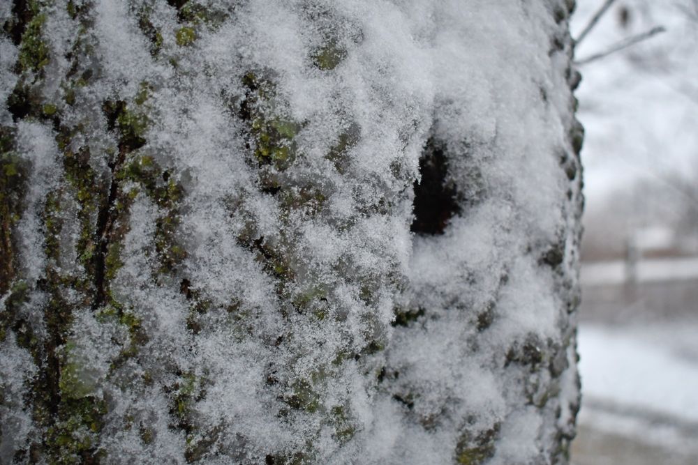 Snow on a tree trunk. 