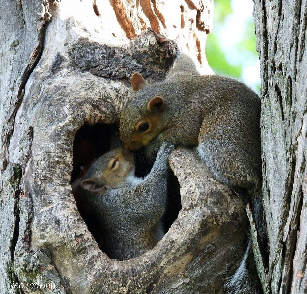 Two squirrels in a tree rub noses. 