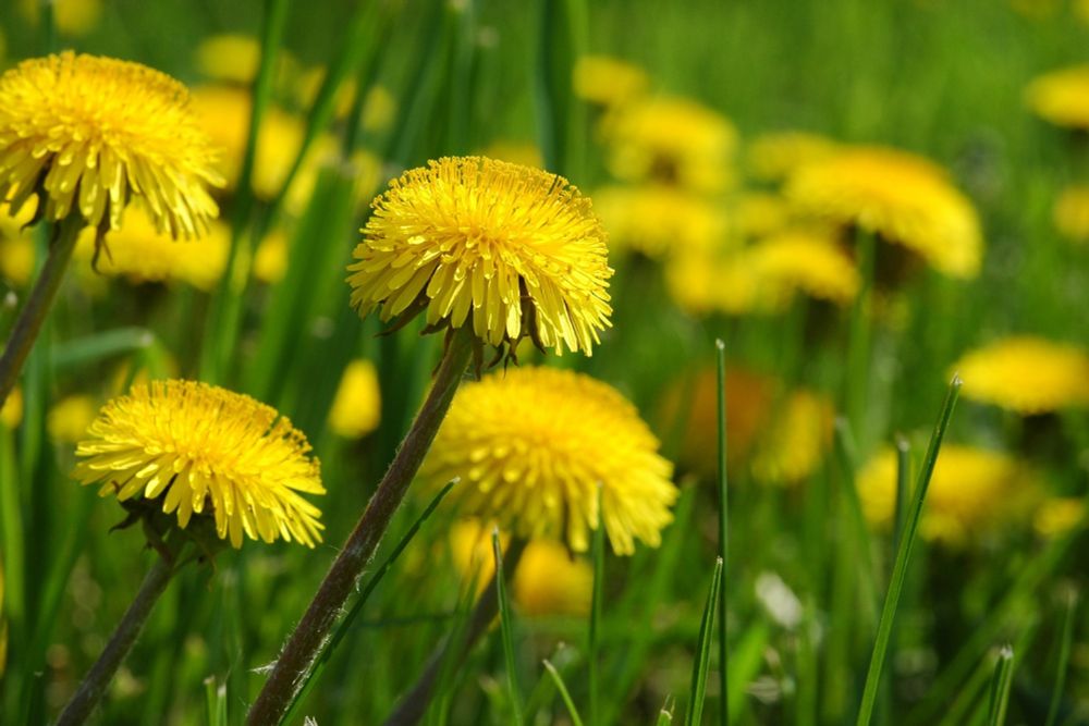 A yellow flower on a dandelion