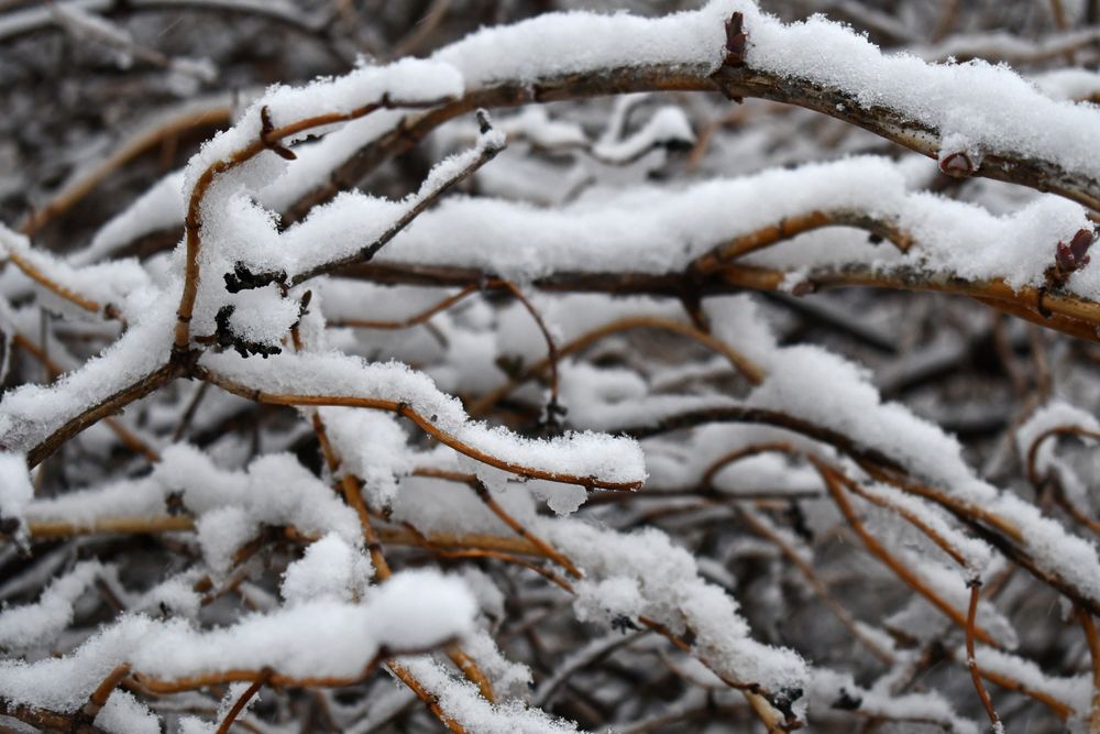Snow covered branches