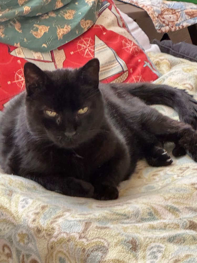 Teddy, a black cat, just had his 18th birthday.
