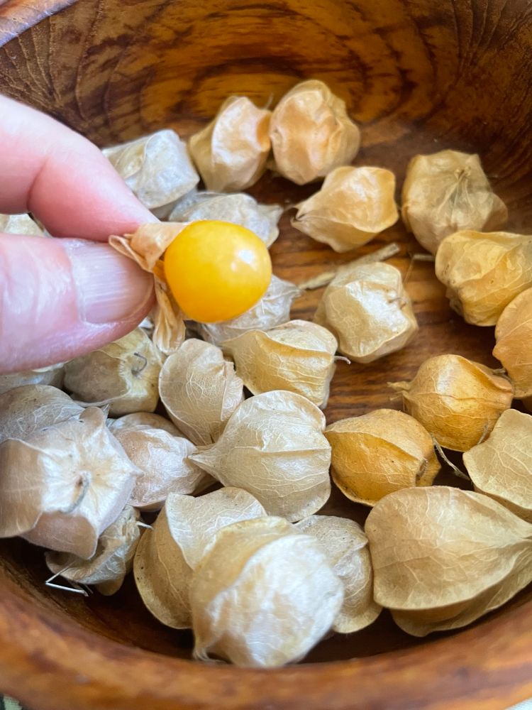 Ground cherries in their papery beige skin, in a wooden bowl, two fingers holding a peeled one, yellow orange in color, ready to pop in my mouth!