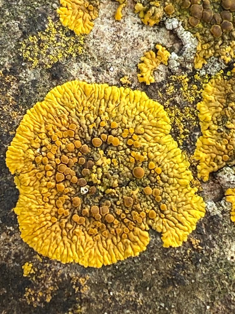 Bright yellow lichen on a drystone wall = lichen sun.