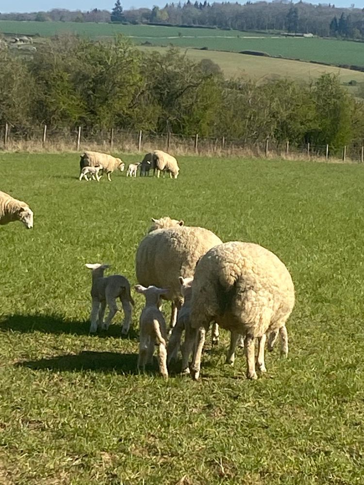Sheep and young lambs, probably a week old, in the field.