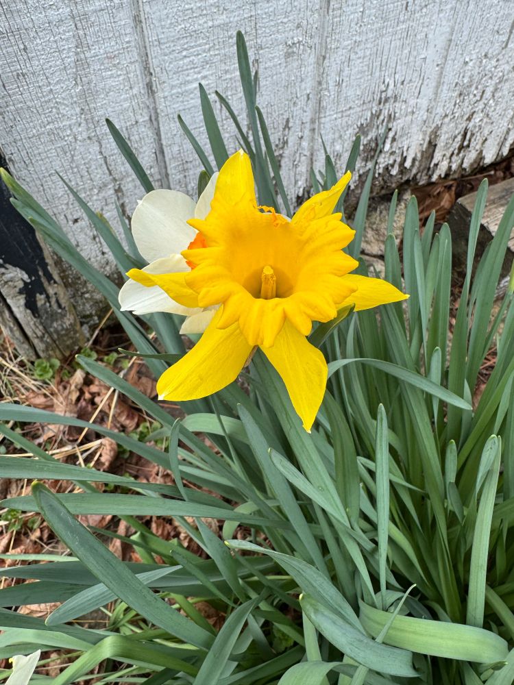 Yellow daffodil flower and white daffodil flower in the background