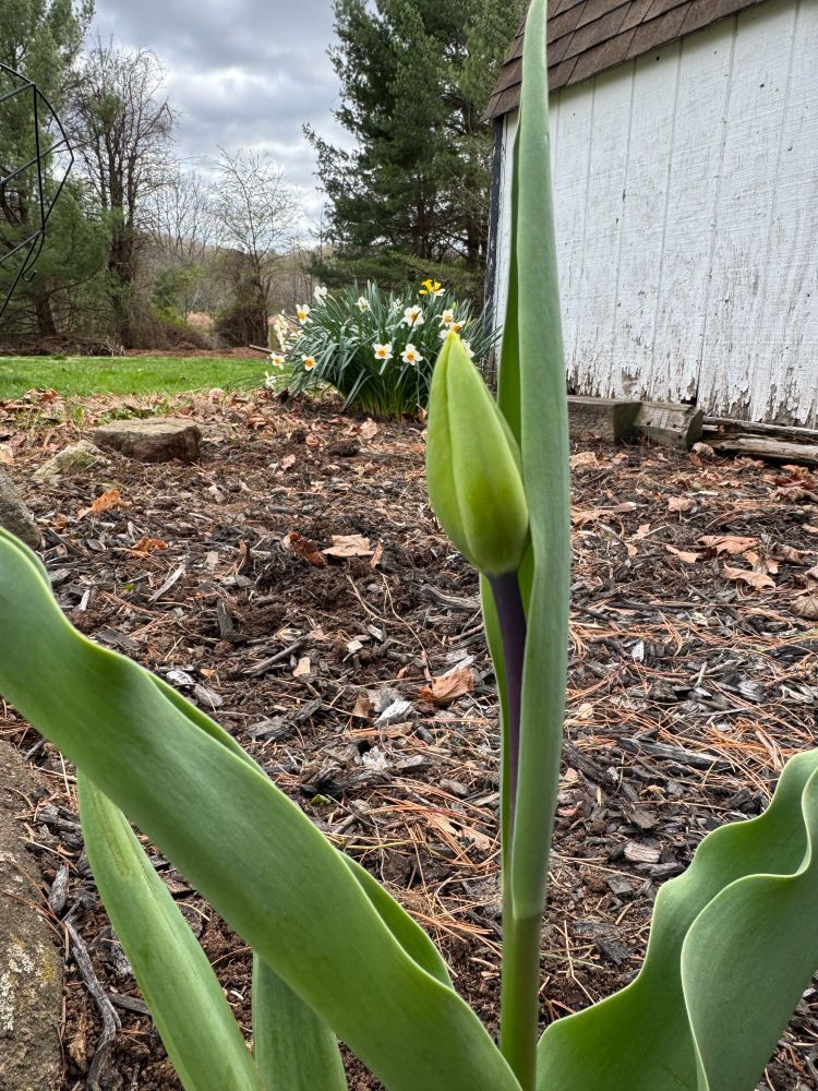 Tulip sprout with Daffodil bush in the background and while wall