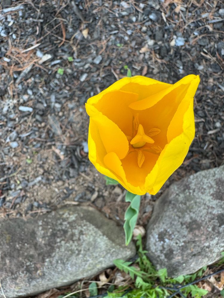 Yellow tulip captured from above