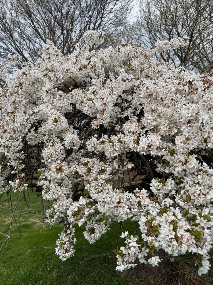 White Cherry blossom flowers