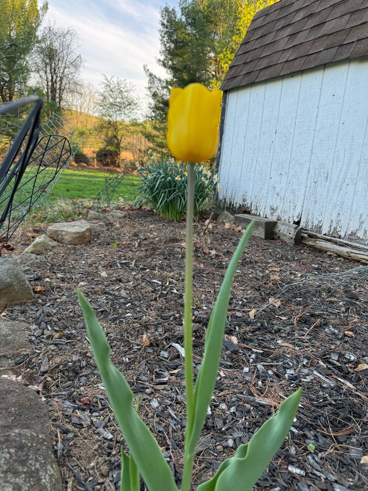 Yellow tulip at the center with daffodil farther in the back and white shed wall on the righ
