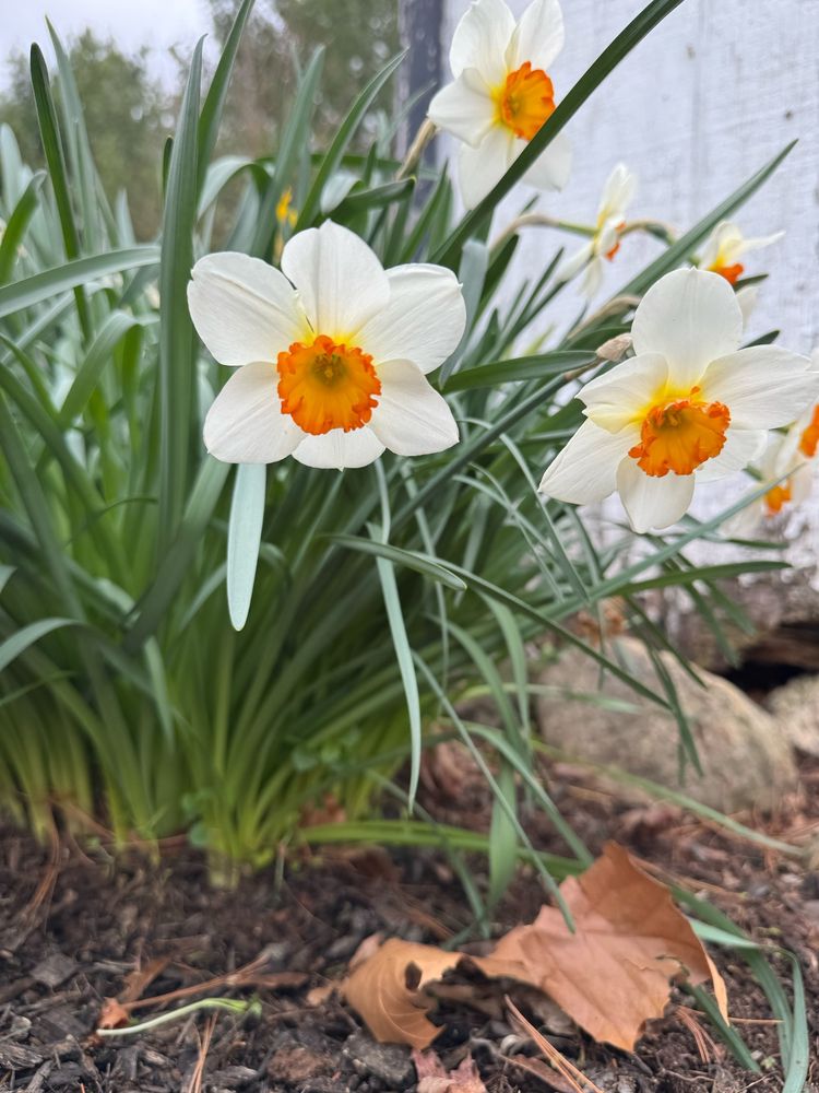 White daffodil flowers